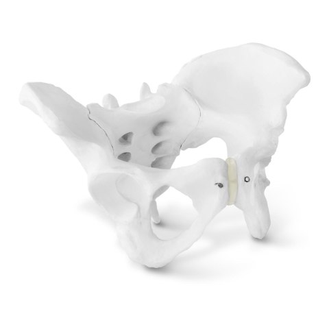 Model anatomiczny miednicy człowieka kobiety w skali 1:1 Model anatomiczny miednicy człowieka kobiety w skali 1:1