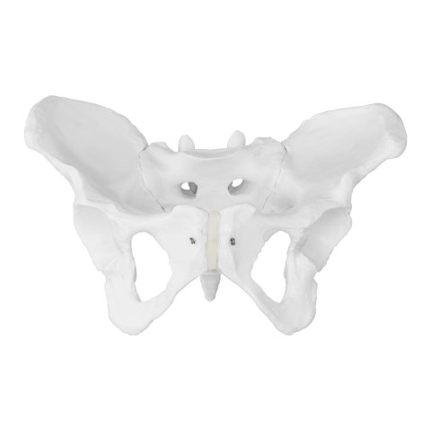 Model anatomiczny miednicy człowieka kobiety w skali 1:1 Model anatomiczny miednicy człowieka kobiety w skali 1:1