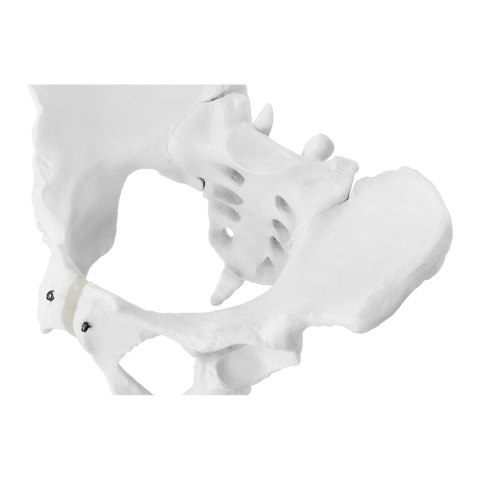 Model anatomiczny miednicy człowieka kobiety w skali 1:1 Model anatomiczny miednicy człowieka kobiety w skali 1:1