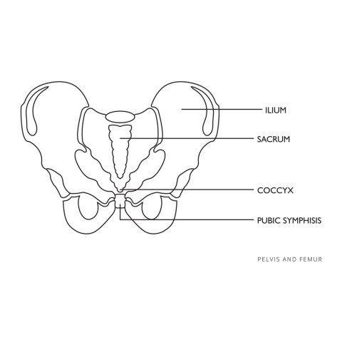 Model anatomiczny miednicy człowieka kobiety w skali 1:1 Model anatomiczny miednicy człowieka kobiety w skali 1:1