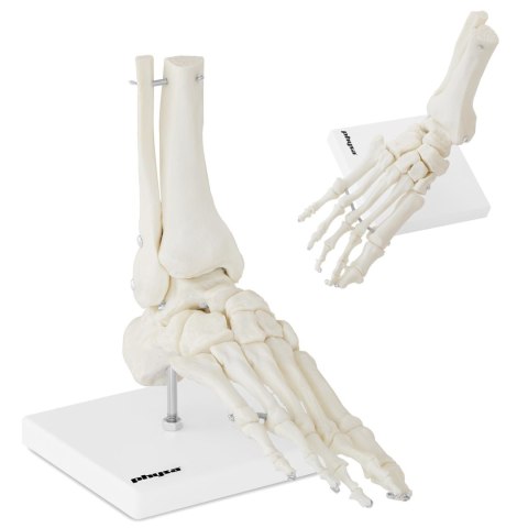 Model anatomiczny stawu skokowego w skali 1:1 Model anatomiczny stawu skokowego w skali 1:1