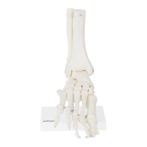 Model anatomiczny stawu skokowego w skali 1:1 Model anatomiczny stawu skokowego w skali 1:1