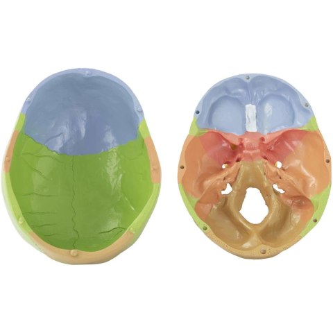 Model anatomiczny czaszki człowieka kolorowa w skali 1:1 + Zęby 3 szt. Model anatomiczny czaszki człowieka kolorowa w skali 1:1 + Zęby 3 szt.