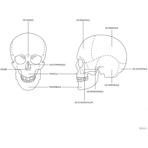 Model anatomiczny czaszki człowieka kolorowa w skali 1:1 + Zęby 3 szt. Model anatomiczny czaszki człowieka kolorowa w skali 1:1 + Zęby 3 szt.