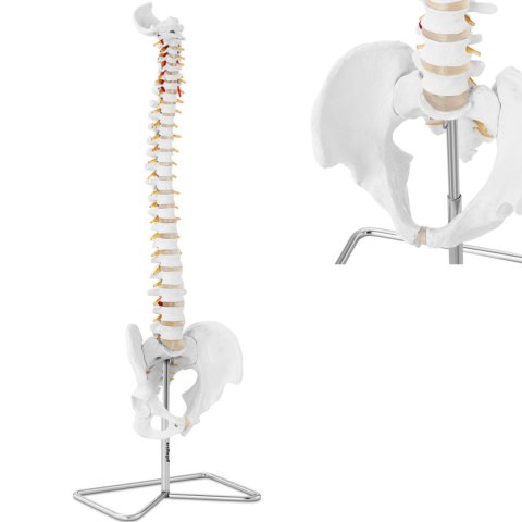 Model anatomiczny kręgosłupa człowieka z męską miednicą 76 cm Model anatomiczny kręgosłupa człowieka z męską miednicą 76 cm