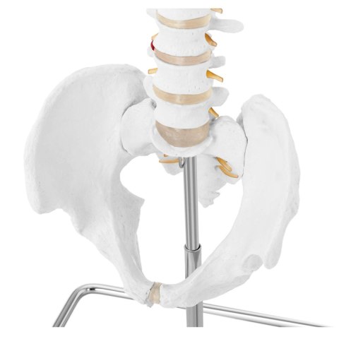 Model anatomiczny kręgosłupa człowieka z męską miednicą 76 cm Model anatomiczny kręgosłupa człowieka z męską miednicą 76 cm