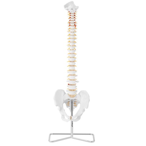 Model anatomiczny kręgosłupa człowieka z męską miednicą 76 cm Model anatomiczny kręgosłupa człowieka z męską miednicą 76 cm