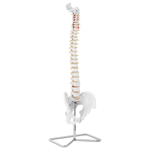 Model anatomiczny kręgosłupa człowieka z męską miednicą 76 cm Model anatomiczny kręgosłupa człowieka z męską miednicą 76 cm