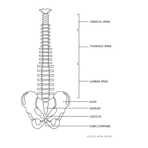 Model anatomiczny kręgosłupa człowieka z męską miednicą 76 cm Model anatomiczny kręgosłupa człowieka z męską miednicą 76 cm