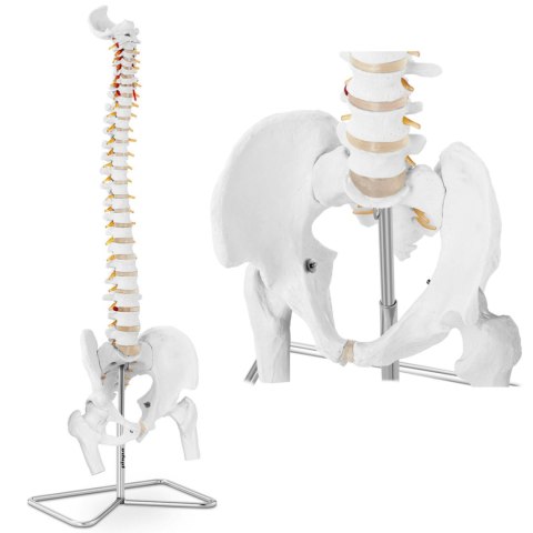 Model anatomiczny ludzkiego kręgosłupa z miednicą męską 86 cm Model anatomiczny ludzkiego kręgosłupa z miednicą męską 86 cm