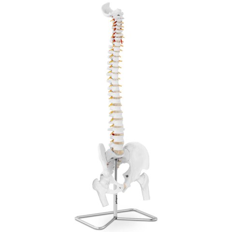 Model anatomiczny ludzkiego kręgosłupa z miednicą męską 86 cm Model anatomiczny ludzkiego kręgosłupa z miednicą męską 86 cm