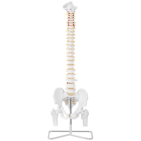 Model anatomiczny ludzkiego kręgosłupa z miednicą męską 86 cm Model anatomiczny ludzkiego kręgosłupa z miednicą męską 86 cm