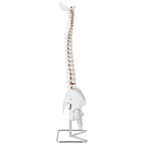 Model anatomiczny ludzkiego kręgosłupa z miednicą męską 86 cm Model anatomiczny ludzkiego kręgosłupa z miednicą męską 86 cm