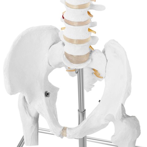 Model anatomiczny ludzkiego kręgosłupa z miednicą męską 86 cm Model anatomiczny ludzkiego kręgosłupa z miednicą męską 86 cm