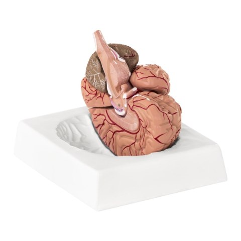 Model anatomiczny ludzkiego mózgu 9 elementów w skali 1:1 Model anatomiczny ludzkiego mózgu 9 elementów w skali 1:1