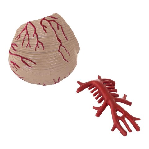 Model anatomiczny ludzkiego mózgu 9 elementów w skali 1:1 Model anatomiczny ludzkiego mózgu 9 elementów w skali 1:1