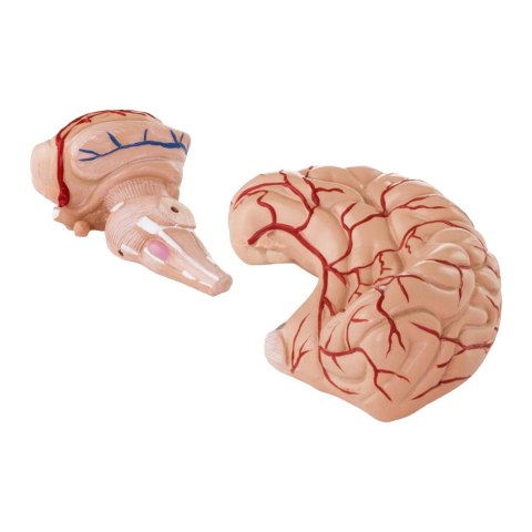 Model anatomiczny ludzkiego mózgu 9 elementów w skali 1:1 Model anatomiczny ludzkiego mózgu 9 elementów w skali 1:1