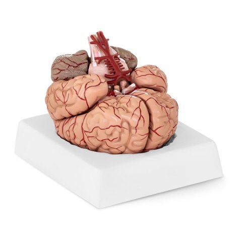 Model anatomiczny ludzkiego mózgu 9 elementów w skali 1:1 Model anatomiczny ludzkiego mózgu 9 elementów w skali 1:1