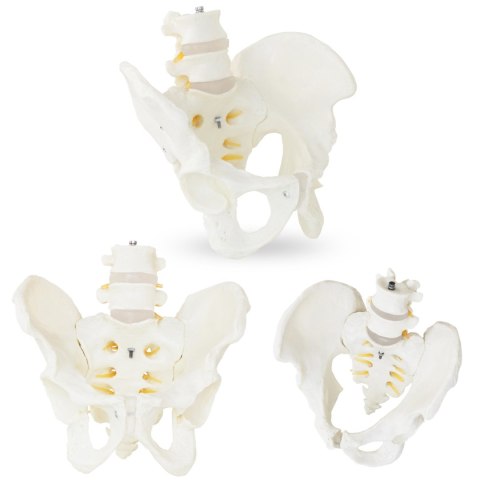 Model anatomiczny męskiej miednicy z kręgami lędźwiowymi w skali 1:1 Model anatomiczny męskiej miednicy z kręgami lędźwiowymi w skali 1:1