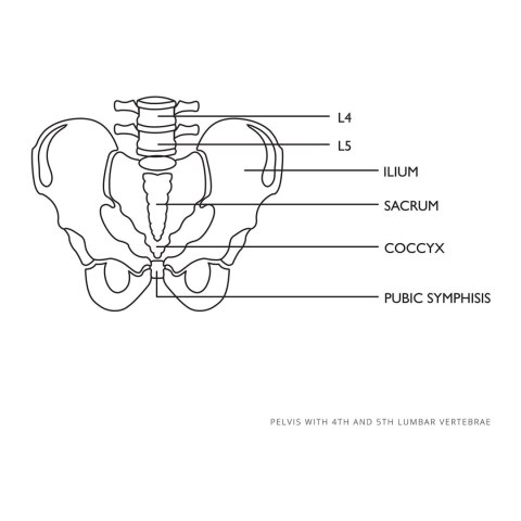 Model anatomiczny męskiej miednicy z kręgami lędźwiowymi w skali 1:1 Model anatomiczny męskiej miednicy z kręgami lędźwiowymi w skali 1:1