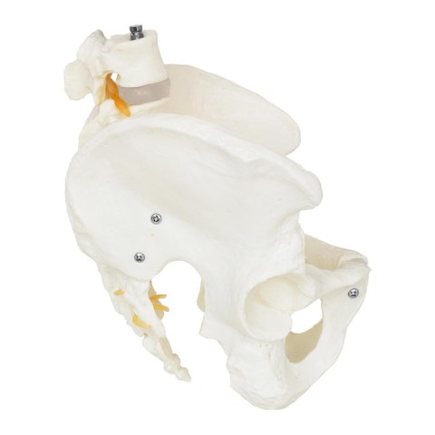 Model anatomiczny męskiej miednicy z kręgami lędźwiowymi w skali 1:1 Model anatomiczny męskiej miednicy z kręgami lędźwiowymi w skali 1:1