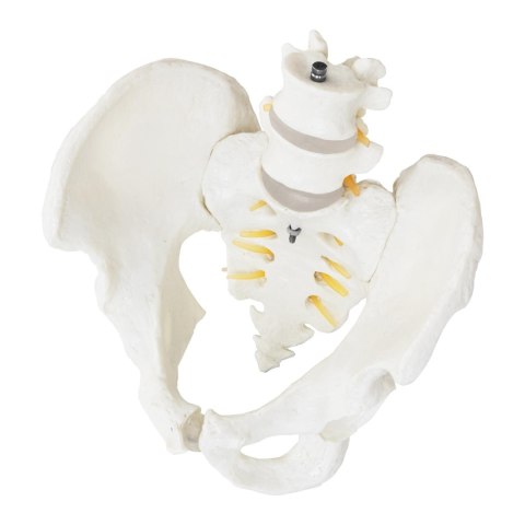 Model anatomiczny męskiej miednicy z kręgami lędźwiowymi w skali 1:1 Model anatomiczny męskiej miednicy z kręgami lędźwiowymi w skali 1:1