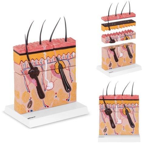 Model anatomiczny przekroju skóry człowieka Model anatomiczny przekroju skóry człowieka