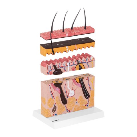 Model anatomiczny przekroju skóry człowieka Model anatomiczny przekroju skóry człowieka