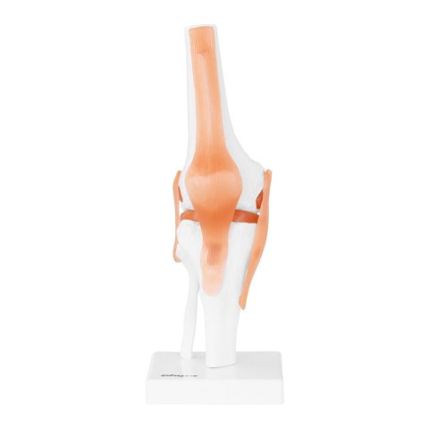 Model anatomiczny stawu kolanowego w skali 1:1 Model anatomiczny stawu kolanowego w skali 1:1