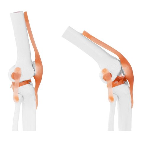 Model anatomiczny stawu kolanowego w skali 1:1 Model anatomiczny stawu kolanowego w skali 1:1