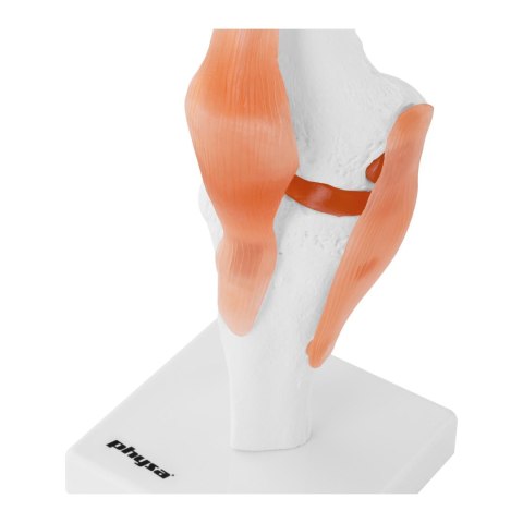 Model anatomiczny stawu kolanowego w skali 1:1 Model anatomiczny stawu kolanowego w skali 1:1