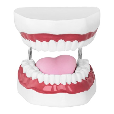 Model anatomiczny szczęki człowieka w skali 2:1 Model anatomiczny szczęki człowieka w skali 2:1