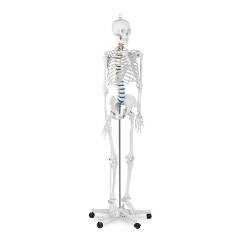 Model anatomiczny szkieletu człowieka 176 cm + Plakat anatomiczny Model anatomiczny szkieletu człowieka 176 cm + Plakat anatomiczny