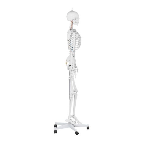 Model anatomiczny szkieletu człowieka 176 cm + Plakat anatomiczny Model anatomiczny szkieletu człowieka 176 cm + Plakat anatomiczny