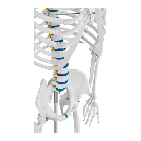 Model anatomiczny szkieletu człowieka 176 cm + Plakat anatomiczny Model anatomiczny szkieletu człowieka 176 cm + Plakat anatomiczny