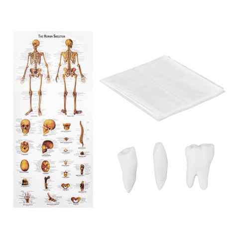 Model anatomiczny szkieletu człowieka 176 cm + Plakat anatomiczny Model anatomiczny szkieletu człowieka 176 cm + Plakat anatomiczny