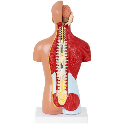 Model anatomiczny 3D tułowia człowieka Model anatomiczny 3D tułowia człowieka