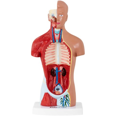 Model anatomiczny 3D tułowia człowieka Model anatomiczny 3D tułowia człowieka