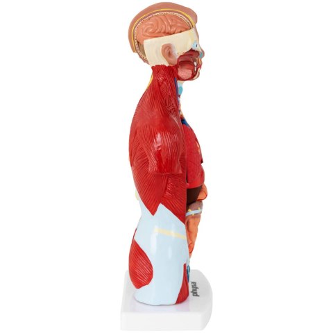 Model anatomiczny 3D tułowia człowieka Model anatomiczny 3D tułowia człowieka