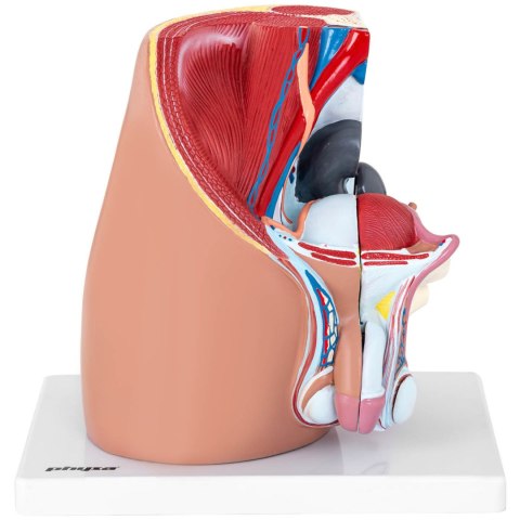 Model anatomiczny miednicy męskiej 3D w skali 1:1 Model anatomiczny miednicy męskiej 3D w skali 1:1