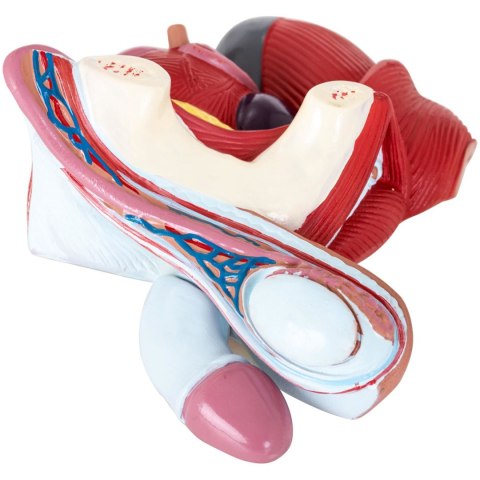 Model anatomiczny miednicy męskiej 3D w skali 1:1 Model anatomiczny miednicy męskiej 3D w skali 1:1