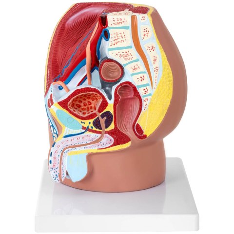 Model anatomiczny miednicy męskiej 3D w skali 1:1 Model anatomiczny miednicy męskiej 3D w skali 1:1