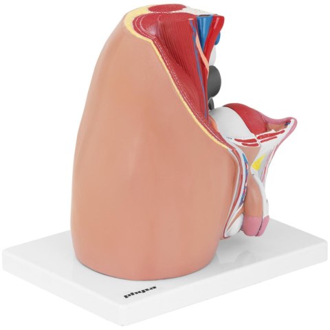 Model anatomiczny miednicy męskiej 3D w skali 1:1 Model anatomiczny miednicy męskiej 3D w skali 1:1