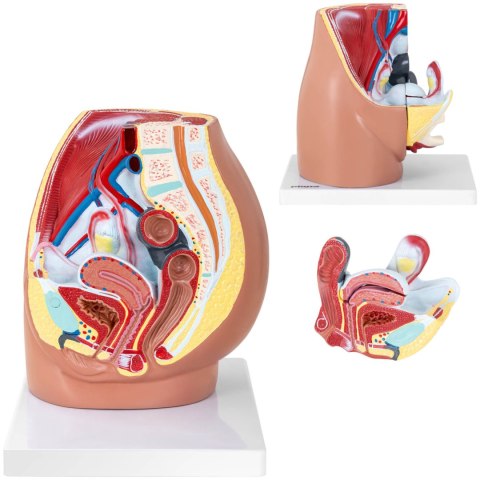 Model anatomiczny miednicy żeńskiej 3D w skali 1:1 Model anatomiczny miednicy żeńskiej 3D w skali 1:1