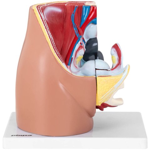 Model anatomiczny miednicy żeńskiej 3D w skali 1:1 Model anatomiczny miednicy żeńskiej 3D w skali 1:1
