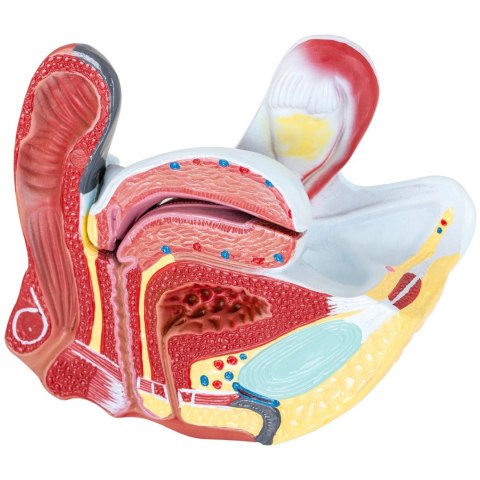 Model anatomiczny miednicy żeńskiej 3D w skali 1:1 Model anatomiczny miednicy żeńskiej 3D w skali 1:1