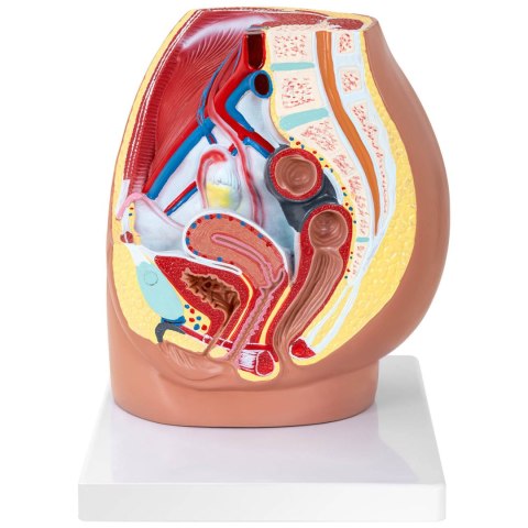 Model anatomiczny miednicy żeńskiej 3D w skali 1:1 Model anatomiczny miednicy żeńskiej 3D w skali 1:1