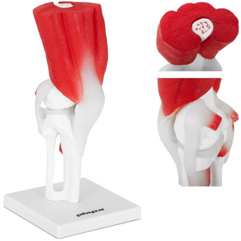 Model anatomiczny stawu kolanowego 3D w skali 1:1 Model anatomiczny stawu kolanowego 3D w skali 1:1