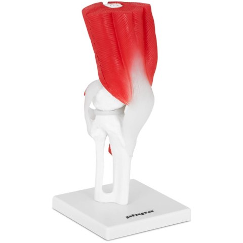 Model anatomiczny stawu kolanowego 3D w skali 1:1 Model anatomiczny stawu kolanowego 3D w skali 1:1