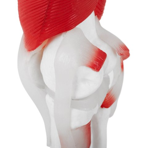 Model anatomiczny stawu kolanowego 3D w skali 1:1 Model anatomiczny stawu kolanowego 3D w skali 1:1